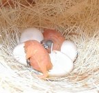 Gouldian finches hatching